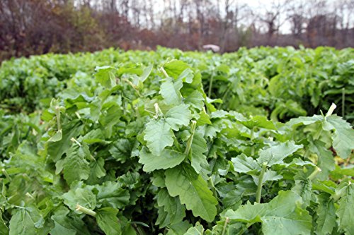 Image of Whitetail Institute Beets & Greens Deer Food Plot Seed for Fall Planting - Blend of Sugar Beets, Kale, Turnip and Radish to Attract and Hold Deer Throughout Fall and Winter, 12 lbs (2 Acres)