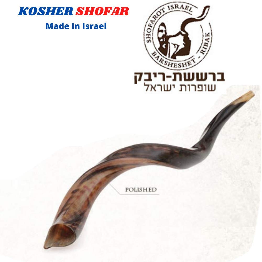 Jumbo Huge 104,1 cm Kudu Yemenit Horn Shofar Koscher All Polished