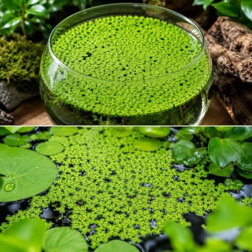 Live Duckweed Plants | Natural Food for Koi, Goldfish & Shrimp, 50 Plants