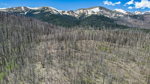 Can &lsquo;assisted migration&rsquo; save forests? And the role of philosophy in science