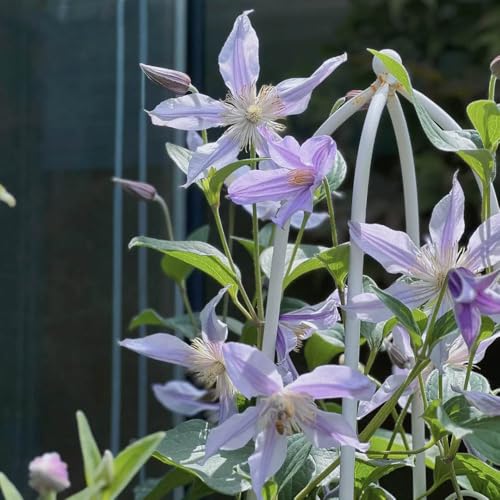 bulbos de clemátide - rocalla de jardín resistentes raras de interior decoración perennes 3pcs