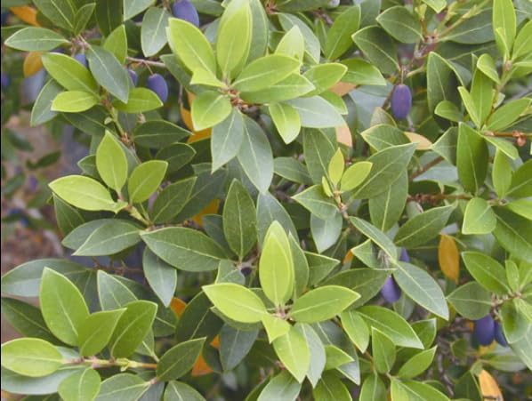 Osmanthus delavayi Live Plant – Fragrant White Tea Olive Shrub – Evergreen Flowering Hedge – Sweet Scented Spring Blooms – Easy Care – 4” Pot