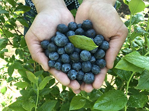 Michigan Farmer Frozen Blueberries #TOP1