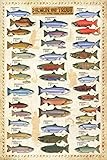 Salmon And Trout Wall Chart Educational Poster 24x36