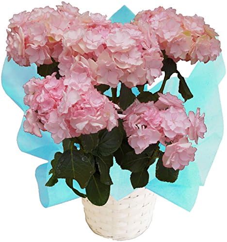 Amazon 夏色 秋色 ケイコ ピンク プレミアム さかもと園芸 夏色 秋色あじさい アンティークアジサイ 品種ケイコピンク ピンク系 プレミアム5号鉢 鉢植え ラッピング鉢 Kaopuストア プレゼント 観葉植物 オンライン通販 Amazon 夏色 秋色 ケイコ ピンク プレミアム さかもと園芸 夏色 秋色あじさい アンティークアジサイ 品種ケイコピンク ピンク系 プレミアム5号鉢 鉢植え ラッピング鉢 Kaopuストア プレゼント 観葉植物 オンライン通販