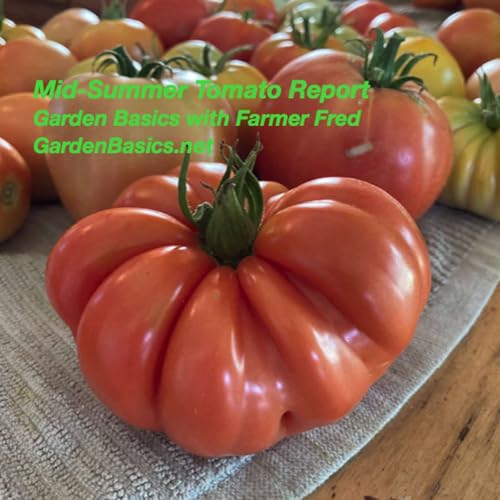 Mid-Summer Tomato Report Podcast Por arte de portada