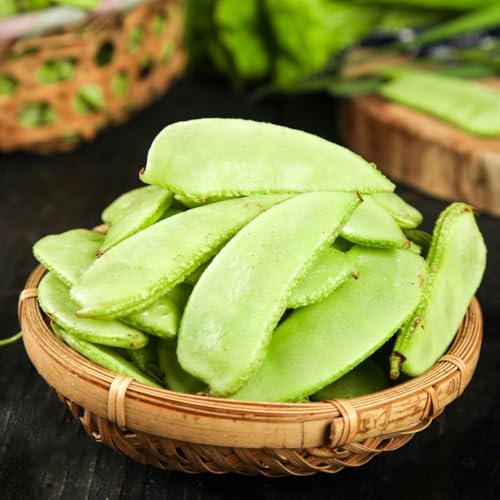 Semillas de frijol casco - semillas de frijol, Lablab purpureus, comprar de invierno 10pcs