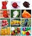 The Best Seller 200 Mixed seeds vegetable fruit pepper seeds, Giant chili seeds + sweet pepper + Carolina Reaper" + hot chilli bonsai plant potted.