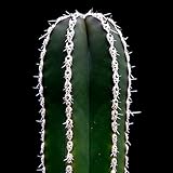 Marginatocereus marginatus - 20 semillas