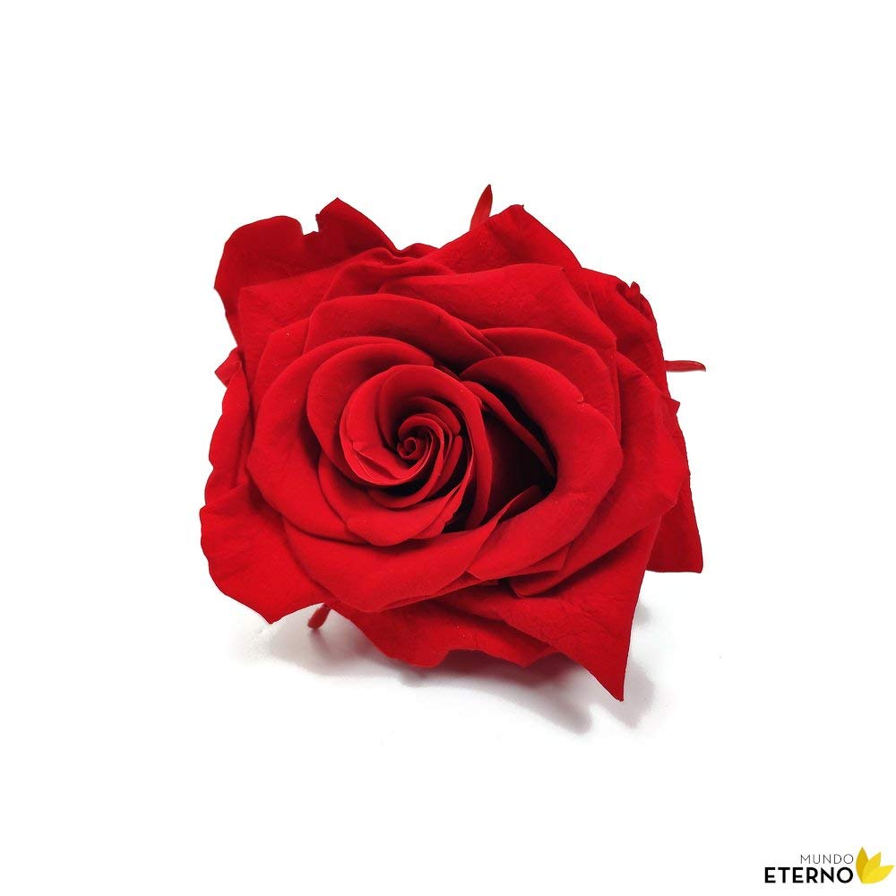 Mundo Eterno | Ramo de 6 Rosas Rojas Preservadas | Flor Eterna Natural | Regalo Romántico sin Mantenimiento | Ideal para San Valentín, Bodas o Decoración | liofilizada