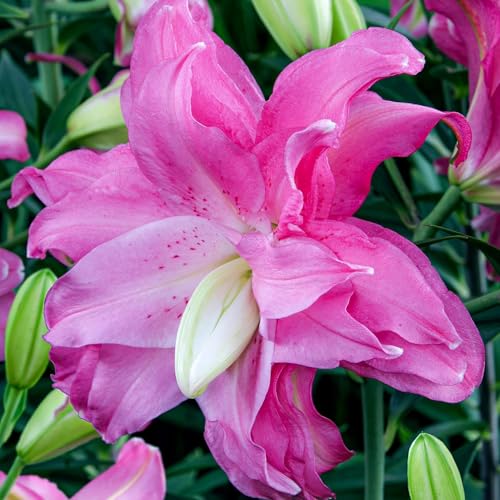 Bulbes de Lys Lotus Rose Doublés - Lys Bulbes - 10 Bulbes de Fleurs à Planter Exterieur - Plantes Vivaces Exterieur - Naturelle Plantes de Hollande (gros bulbes, pas de graines, non artificielle)