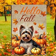 Fall Yorkie