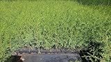 500 Stück, 15-20cm, Topf 6cm, Lebensbaum Thuja occidentalis Brabant