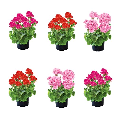 Set de Seis Unidades de Pelargonium Natural - Geranio Plantas de Exterior