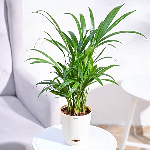 Ugaoo Areca Palm Air Purifier Natural Live Plant