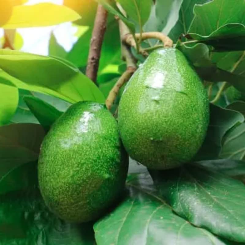 List of Ten Best Dwarf Avocado Trees Top Picks 2023 Reviews