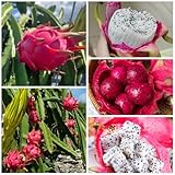 semillas orgánicas del dragón, columnares, exóticas resistentes de pitaya - dragón - Las de jardín son perennes 150pcs