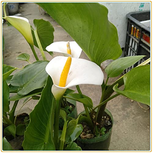 Calla Lily Bulb-, Feuille verte, Espèces rares, Décorations, Jardin secret, Cadeaux de vacances, Vivace, Plantes, Parfumé, Air purifiant-15 Bulbi