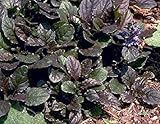 Bronze Beauty Ajuga 48 Plants - Carpet Bugle - Very Hardy -1 3/4