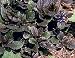 Bronze Beauty Ajuga 48 Plants - Carpet Bugle - Very Hardy -1 3/4" Pots