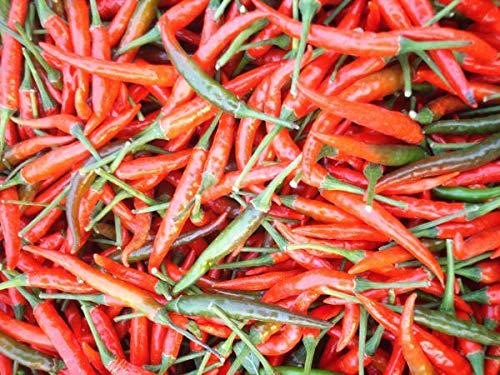 Semillas SEMI DI GERMINAZIONE: 3: Vogel Chilli Thai Gemüsepflanze Chia Tai 104 Samen