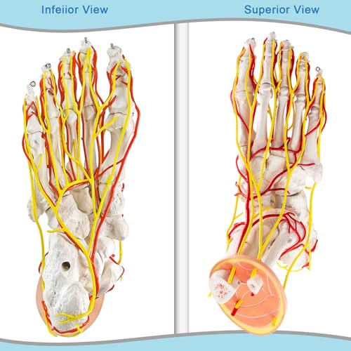 Image of Foot Vascular Arterial Model, Foot Model, Human Size Foot Skeletal Model with Arteries - Detailed Anatomical Structure for Medical Research and Patient Education