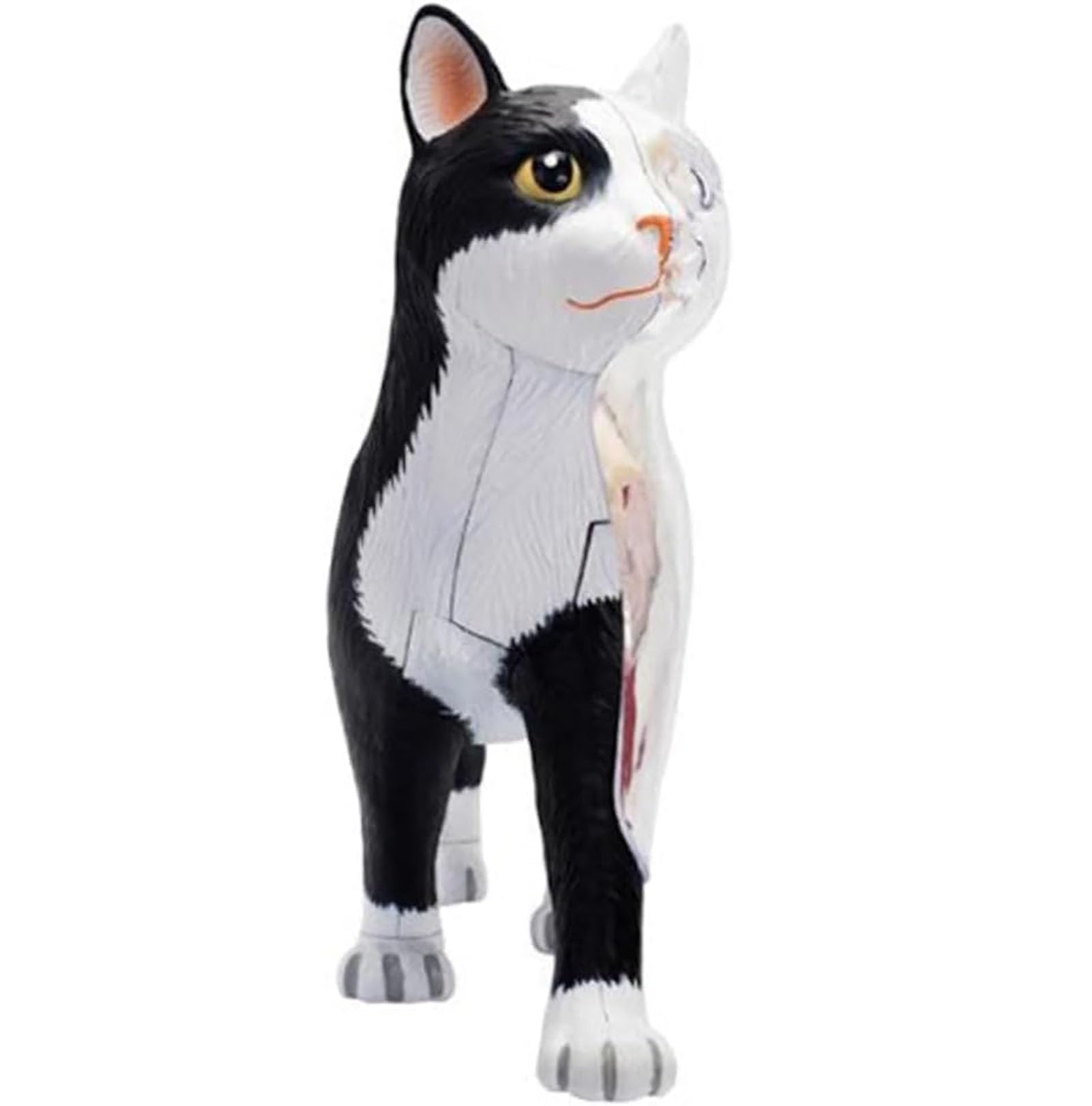Genérico Modelo de Anatomía de Gato 4D Vision, 28 Partes para la Demostración de Enseñanza Animal, Herramienta de Anatomía de Modelo de Gato, Entrenamiento Veterinario para Demostración