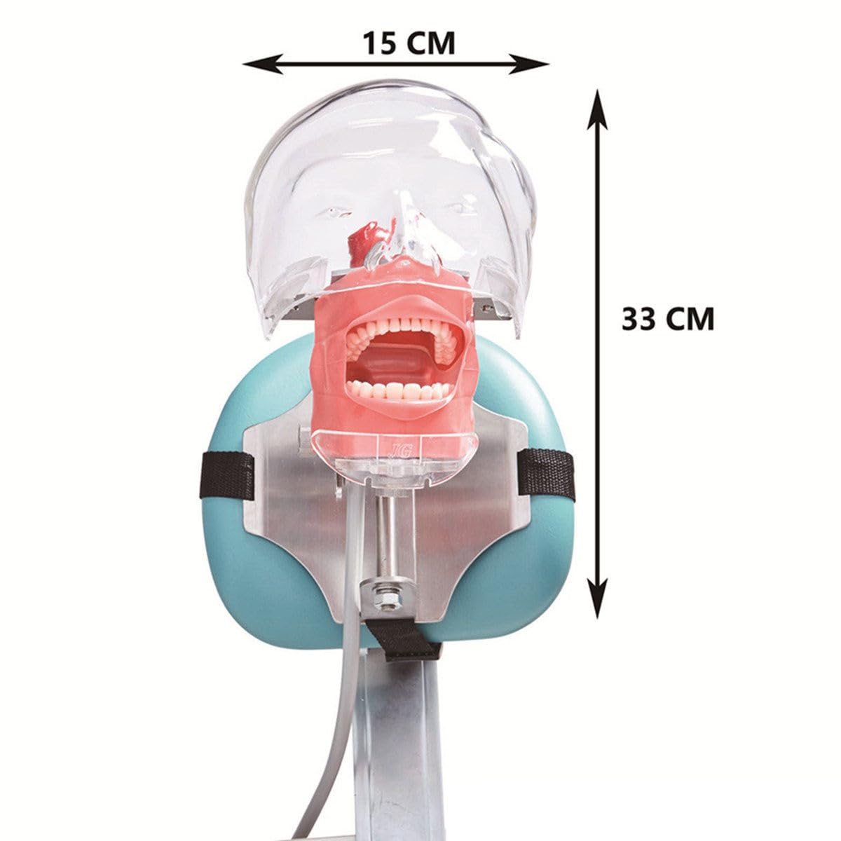Manichino Simulatore Dentale Phantom Head Plastic Educational Dental Tooth Model con Montaggio da Banco, Testa di Manichino Simulatore Dentale per Scuole di Odontoiatria Istruzione Pratica