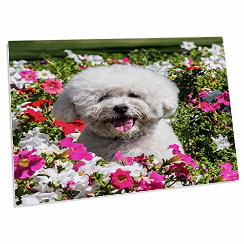 3dRose Bichon Frise Sitting in a Field of Flowers Desk Pad