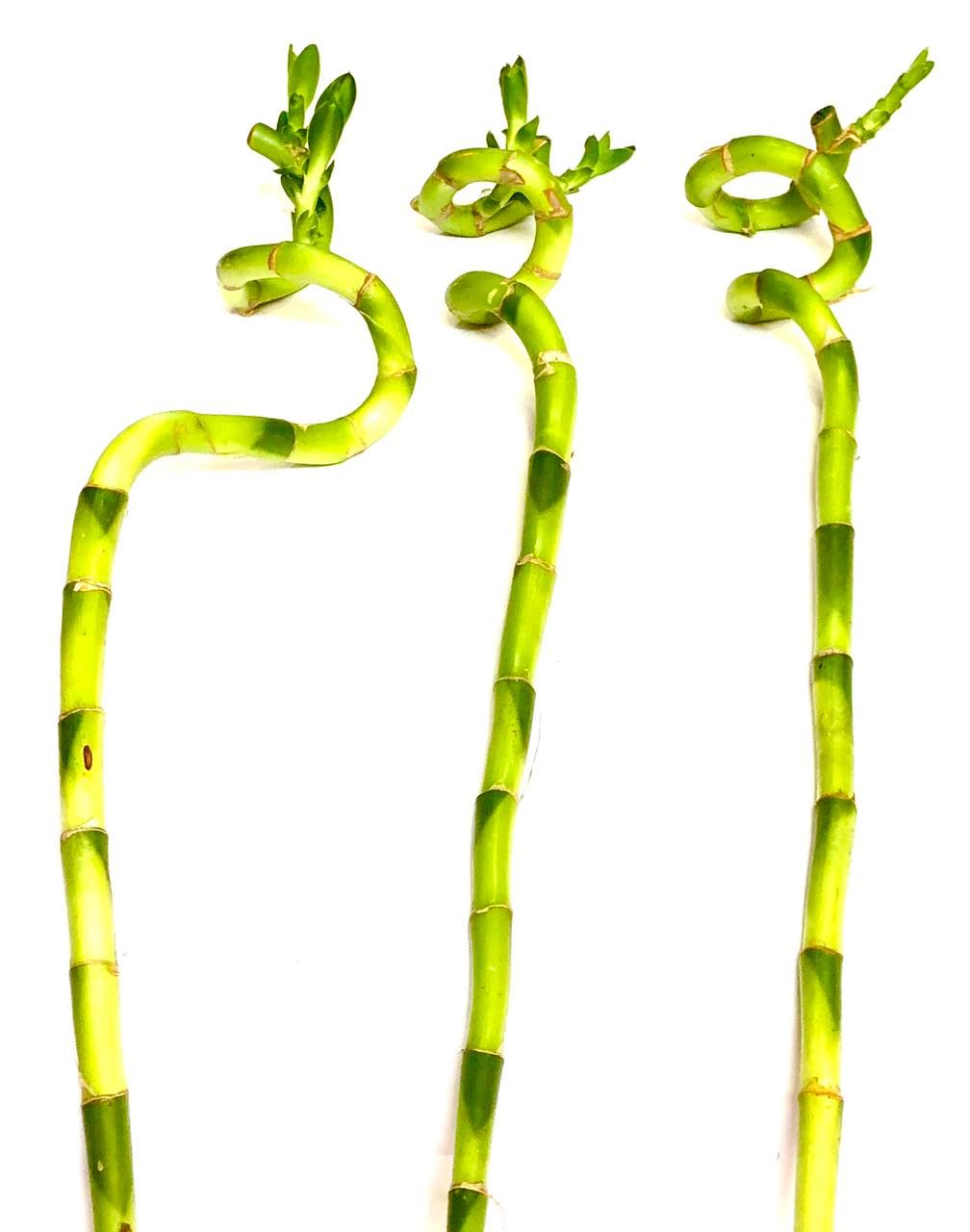 3 number of 70 cm Long Lucky Bamboo sticks for Feng Shui or Gifts (Fresh Green, 70cm height) for Indoor Home Decoration and Good Luck. Best for office Decoaration.