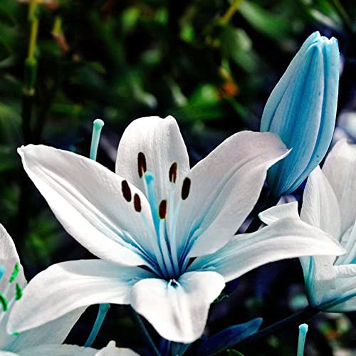 Haloppe 50 Unids Azul Rare Lily Bulbos Flores Plantas Semillas para la Plantación de Jardín en Casa, Blue Rare Lily Bulbos Semillas Plantando Lilium Flower Home Bonsai Garden Decor