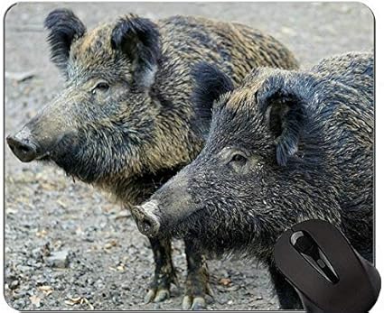 Amazon 豚マウスパッドファーム動物 イノシシ面白いかわいい貯金箱ゲーミングマウスパッド Yanteng マウスパッド 通販 Amazon 豚マウスパッドファーム動物 イノシシ面白いかわいい貯金箱ゲーミングマウスパッド Yanteng マウスパッド 通販