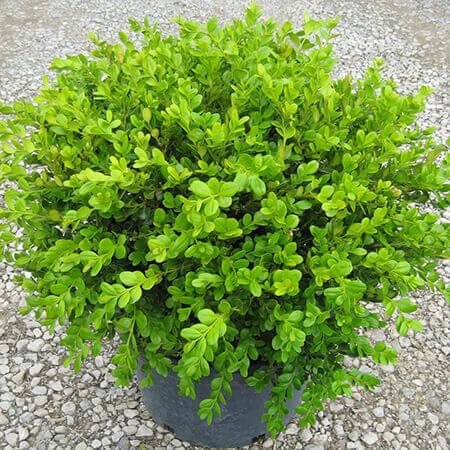 See full amazon price history chart for ROYAL LAND American Boxwood – Buxus Microphylla Japonica 1 Healthy Live Plant ROYAL LAND American Boxwood – Buxus Microphylla Japonica 1 Healthy Live Plant (B0C9V8NGCY) Amazon Price History, Amazon Price Tracker