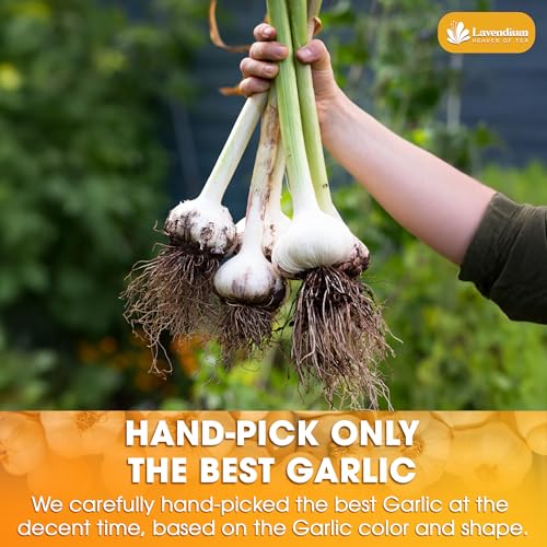 Image of Lavendium, Premium 25oz Garlic Powder, 100% Natural & Pure Ground Garlic, No Additives or Preservatives, Non-GMO, Gluten-Free, Plant-Based & Vegan, Perfect for Cooking, Seasoning & Marinades