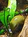 JLB-Aquatics 10 Live Olive Nerites Freshwater Snails Colors Olive Green, Brown, to Black