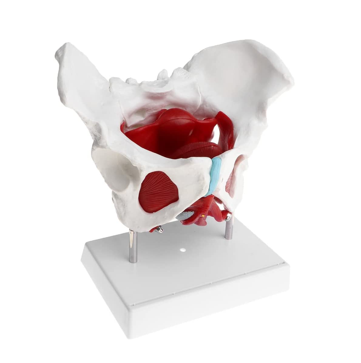 Modele szkieletu, Model edukacyjny, Model mięśni dna miednicy żeńskiej, Wyjmowane organy, Model anatomiczny, Materiały laboratoryjne, Model dna miednicy żeńskiej, Medyczny,