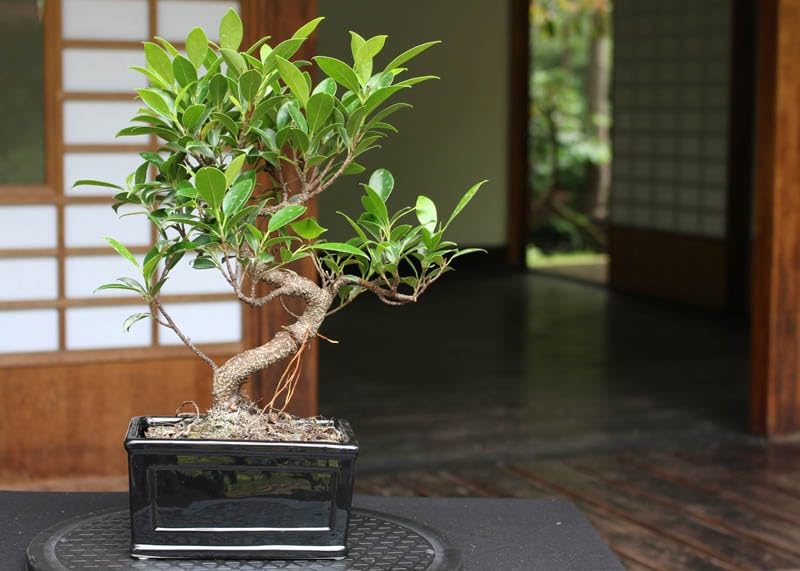 Bonsai live plant for home pack of 1,small size plant 1 year old (B0CGVQC13F) Amazon Price History, Amazon Price Tracker