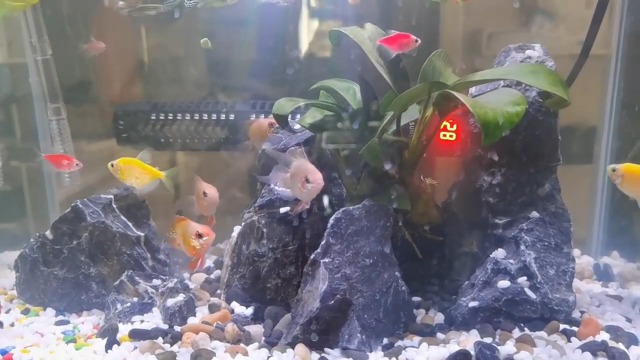 Pietra Seiryu Naturale Per Acquari 11 LB - Rocce Da 3-8 Pollici Per Paesaggistica, Decorazione Vasca Pesci