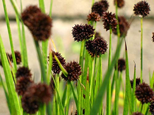 Dwarf Rushes Dwarf Mat Rush Plant: Reviews & Best Picks For Your Garden