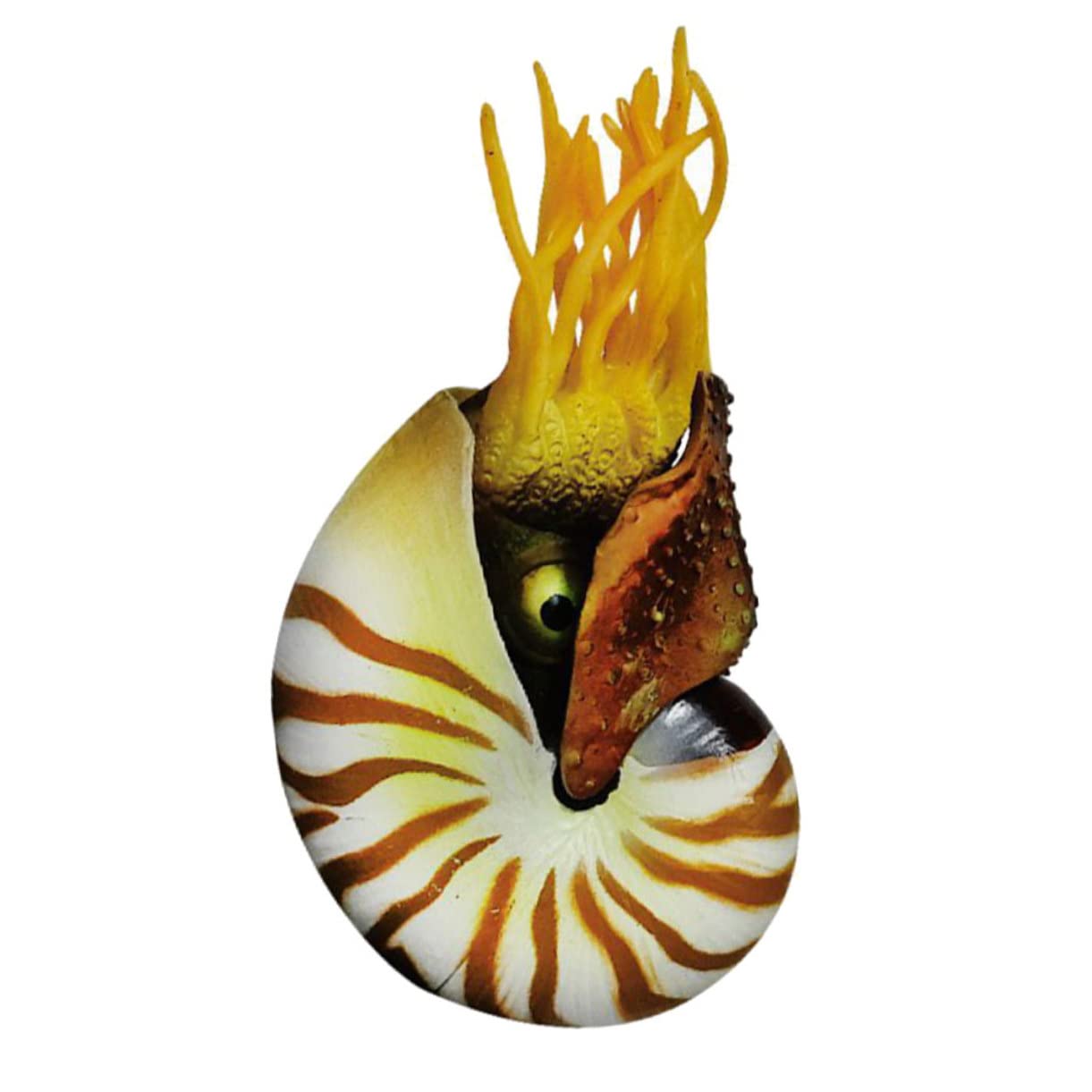 ULTECHNOVO 2 Pezzi Decorazioni a Guscio Conchiglia Nautilus Arredamento di Conchiglie Decorazione di Grandi Dimensioni Conchiglie di Mare Conchiglie di Acquari Acquario