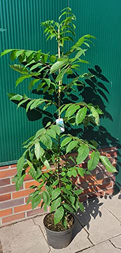 Tausendblütenstrauch, Bienenbaum, Euodia hupehensis, Höhe:...