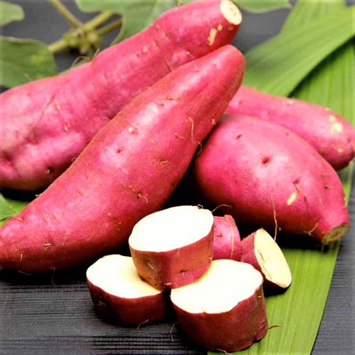 10 Sweet Potato Slips, Japanese Red Sweet Potato Cutting for Planting Outdoors, Sweet Potato Vine Live Plant...