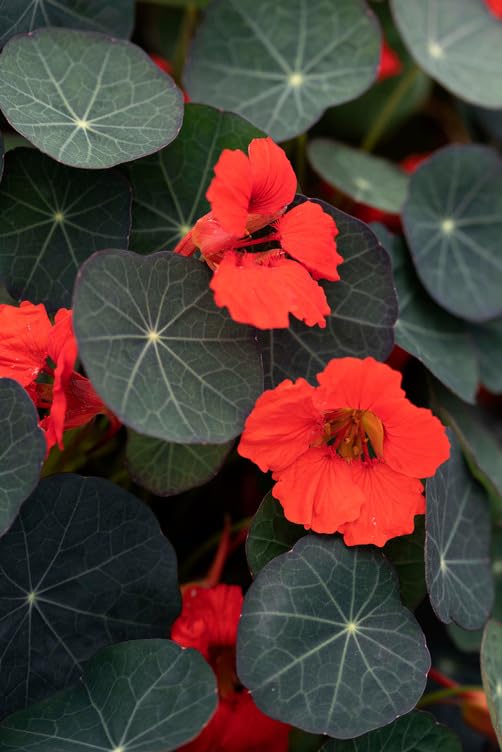 Nasturtium Coral Reef Seeds 1 Packet (25 Seeds) Tropaeolum majus Half-Hardy Annual Compact Mounding Variety with Coral-Red Flowers & Dark Foliage Easy Grow Ornamental by Thompson & Morgan