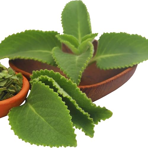 Miniatura 6 de 2 plantas vivas de orégano cubano, plantas de orégano vivas, planta de menta mexicana, plantas vegetales de tomillo español Jardín vivo
