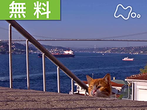 Amazon Co Jp 岩合光昭の世界ネコ歩き Nhkオンデマンド を観る Prime Video