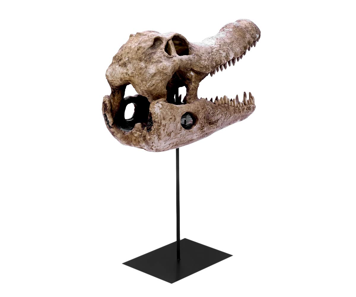 Design Reptil Schädel Deko Kopf Skulptur Krokodil Kopf Totenkopf Deko groß