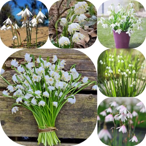 MärzenbecherZwiebeln - alte sorten geschenke für gärtner wohnzimmer deko gartendeko für draußen gartenpflanzen balkonpflanzen blumenzwiebeln topfpflanzen draußen winterhart 20Zwiebeln