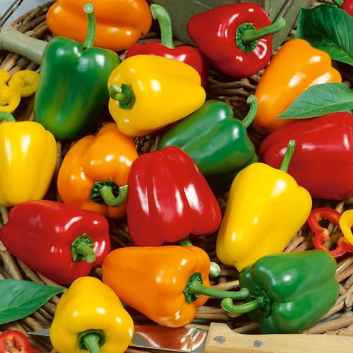 Mountain Valley Seed Co Mini Belle Mix Sweet Pepper Seeds - 300 Mg Packet