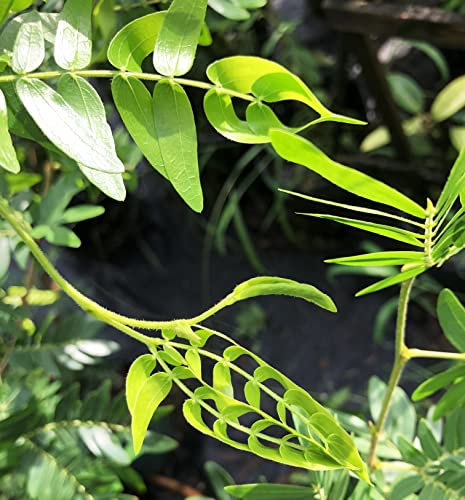 Surinam Pink Powder Puff Tree Live Plant Rose Cascade Calliandra Surinaminsis Unique Flowers Bonsai Starter Plant 4 Inch Pot Emerald Tm #TOP4