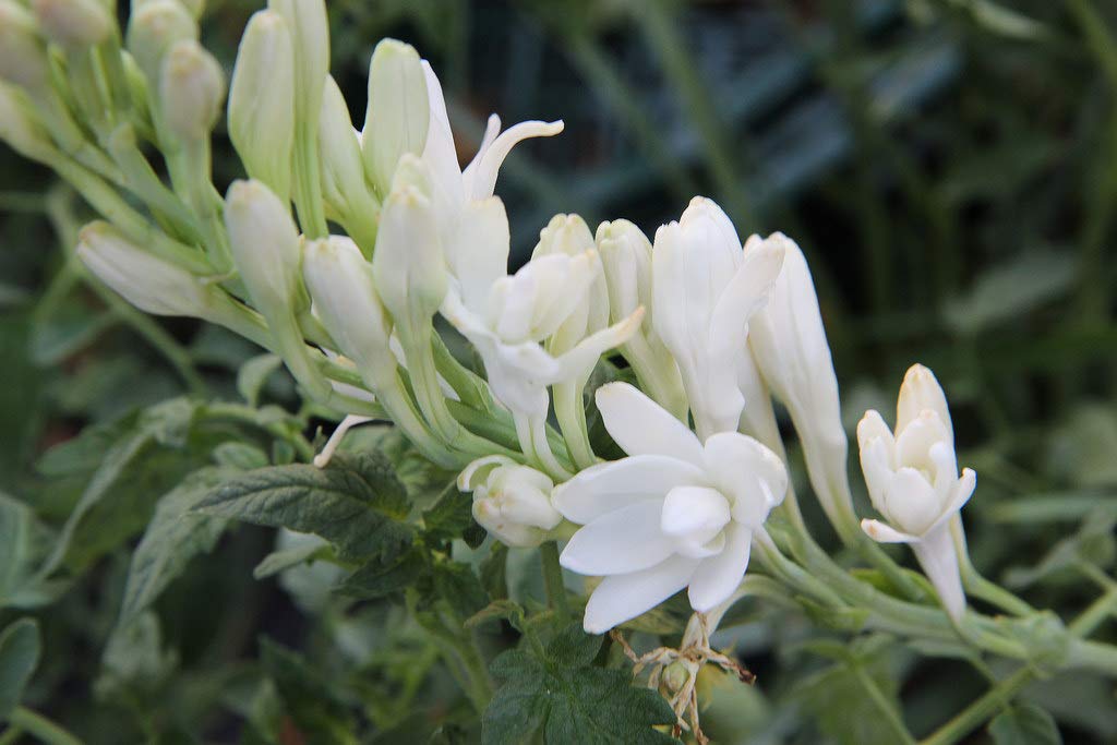 10 Bulbi di Polianthes tuberosa THE PEARL - profumatissima tuberosa a fiore doppio
